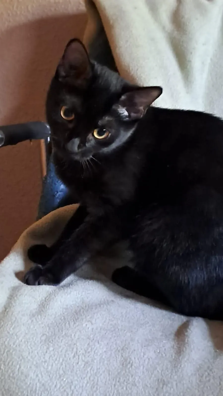 Franzi, schwarze Katze mit gelben Augen, auf einem Katzenkissen