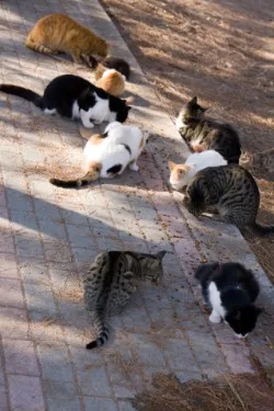 Streunerkatzen an einer Futterstelle