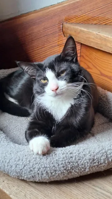 Willy, schwarz-weißer Kater, liegt auf einem Katzenkissen