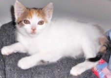 Bild aus dem Vereinsarchiv