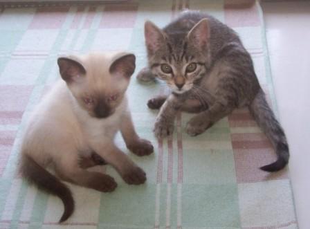 Bild aus dem Vereinsarchiv