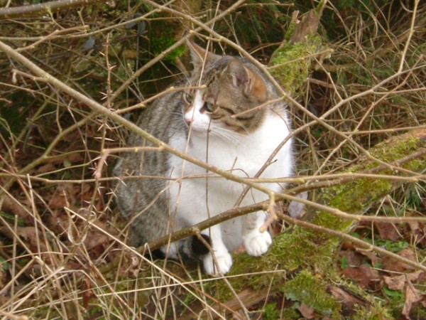 Miri wartet nahe ihrer Futterstelle