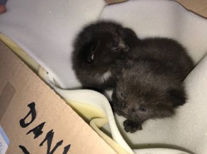 Gerettetes Katzenbaby 1