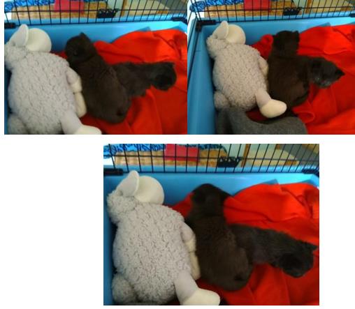 Katzenkinder Piroschkas