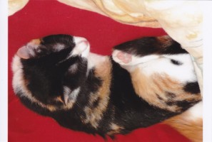 Bild aus dem Vereinsarchiv