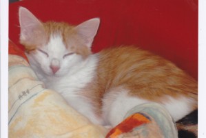 Bild aus dem Vereinsarchiv