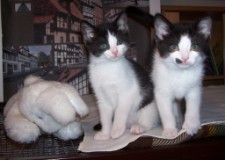 Bild aus dem Vereinsarchiv