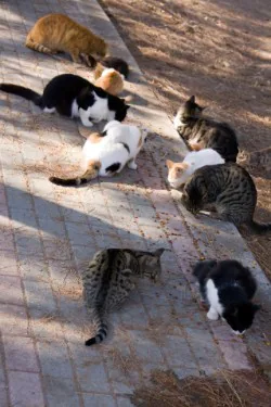 Streunerkatzen an einer Futterstelle