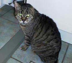 Kater nach Ohramputation wegen Tumor